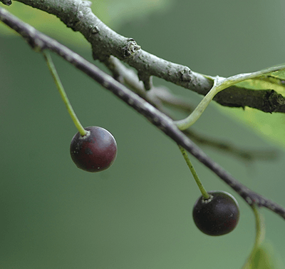 Hackberry berries