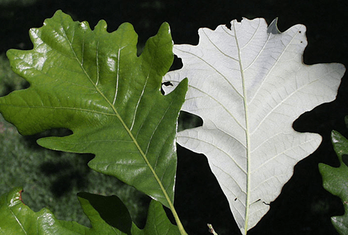 Swamp White Oak leaves