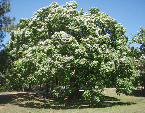 Catalpa tree