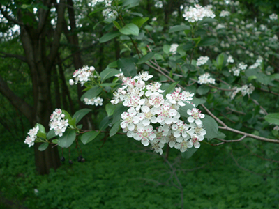 Serviceberry flower