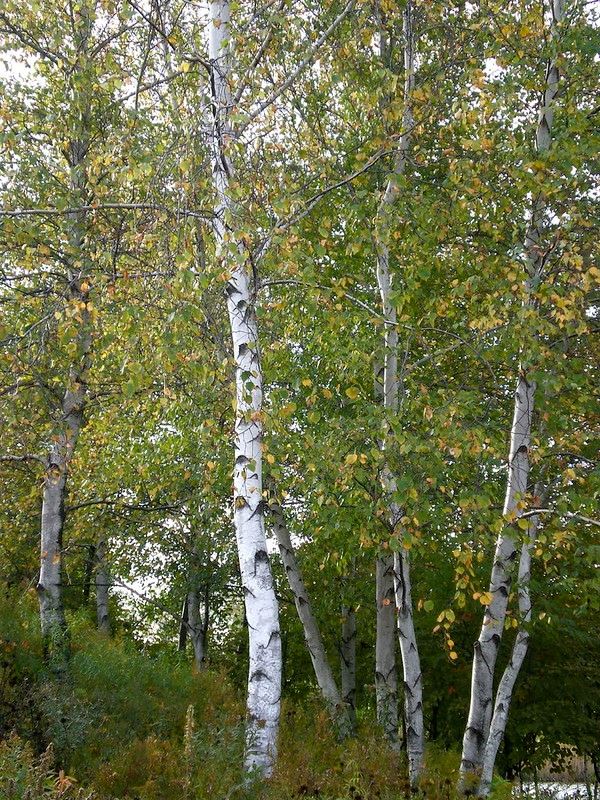 Whitespire Birch